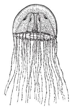 Bir Hydroid Medusa denizanası, vintage çizgi çizme veya oyma illüstrasyon yakından ilgili.