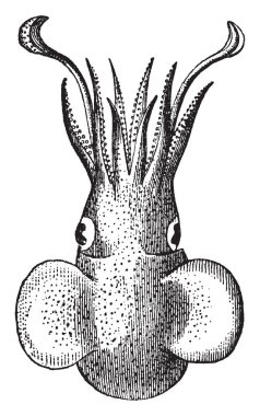 Atlantik Bobtail bobtail mürekkep, vintage çizgi çizme veya oyma illüstrasyon Sepiolidae ailesinin bir kafadanbacaklı olduğunu.