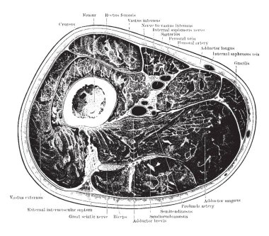 Bölümü uyluk üst kısmındaki bir avcının Canal, vintage çizgi çizme veya oyma illüstrasyon düzeyde üzerinden.