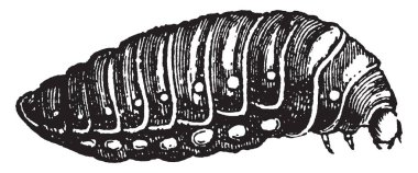 Üçüncü Larva, Sitaris sözleşmeleri ve kış, vintage çizgi çizme veya oyma illüstrasyon geçer Humeralis.