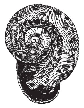 Helix Waltoni hangi cins Helix, vintage çizgi çizme veya oyma illüstrasyon düz veya biform sınıflandırılması.