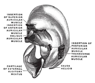 Bu resimde kıkırdak Pinna, vintage çizgi çizme veya oyma illüstrasyon temsil eder..