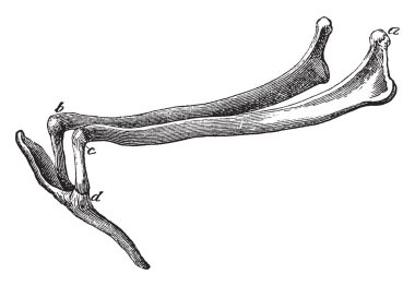 Dil kemiği serisi kemiklerin nerede Sol topuk işlemek bir at puan aşağıya doğru ve geriye doğru vintage çizgi çizme ya da oyma illüstrasyon.