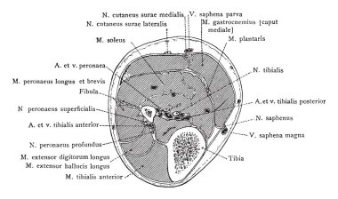 Alt bacak, vintage çizgi çizme veya oyma illüstrasyon aracılığıyla üst üçüncü bölüm.