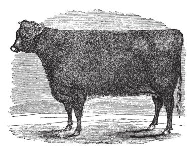 Kısa boynuz Düve İngiliz süt sığır, vintage çizgi çizme veya oyma illüstrasyon çeşidi.