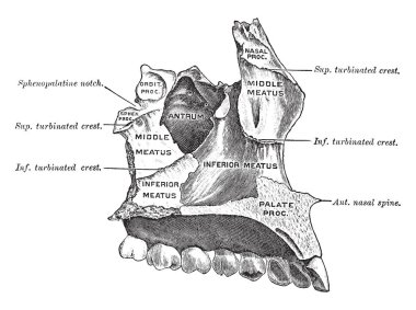 Bu örnekte üst çene kemiği ve damak, vintage çizgi çizme veya oyma illüstrasyon temsil eder.