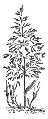 Bu resmi bir bent otu bir bitki kürsüye yatay kök, vintage çizgi çizme veya oyma illüstrasyon, karada yaymak.