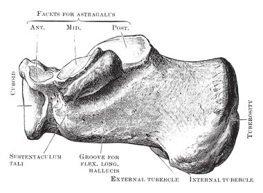 Bu örnekte iç tarafı, Os Calcis, vintage çizgi çizme veya oyma illüstrasyon temsil eder..