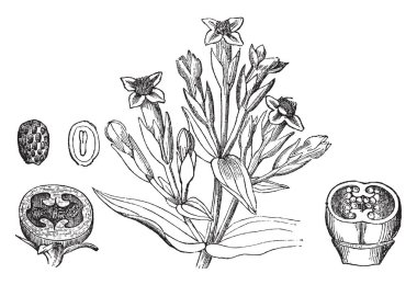 Bir resim Sonbahar yılan otu, Gentianella amarella bilinen gösteriyor. Gentianaceae ailesine ait. Kırmızımsı Mor çiçekler ve yaprakları tekerlek şeklinde, vintage çizgi çizme veya oyma illüstrasyon.