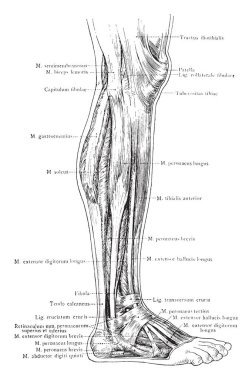 Bu resimde bacak, vintage çizgi çizme veya oyma illüstrasyon yüzeysel kaslarının yan görünümü temsil eder..