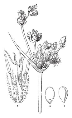 Sulak bunu büyüyen bir çok uzun zamanda kuyrugu, vintage çizgi çizme veya oyma illüstrasyon bitkidir bir bulrush olduğunu.