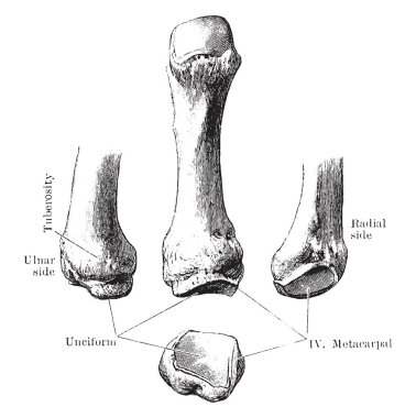 Bu resimde beşinci metakarpal kemik, vintage çizgi çizme veya oyma illüstrasyon temsil eder..