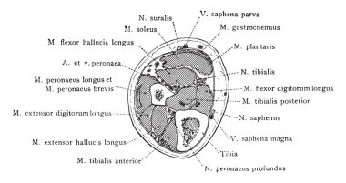 Alt bacak, vintage çizgi çizme veya oyma illüstrasyon yoluyla orta bölümünü.