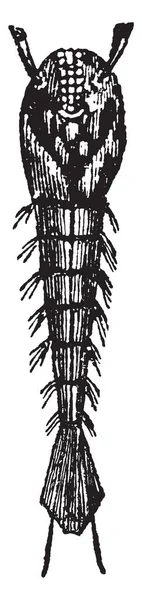 そこのナットの蛹は消化器系 ビンテージの線描画や彫刻イラストです — ストックベクタ