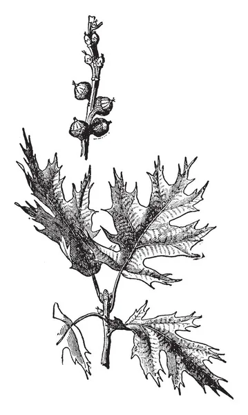 Bir yaprak meşe ağacı, vintage çizgi çizme veya oyma illüstrasyon görüntüsüdür.