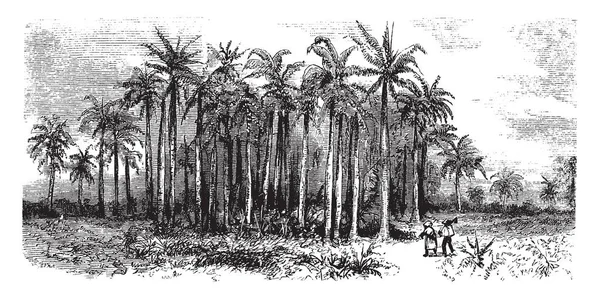 この写真は 雌雄同株のヤシの 種の属である Roystonea ロイヤル パーム を示しています 中央と南アメリカ ヴィンテージの線描画や彫刻イラストの隣接する海岸 フロリダの熱帯地域に原産します — ストックベクタ