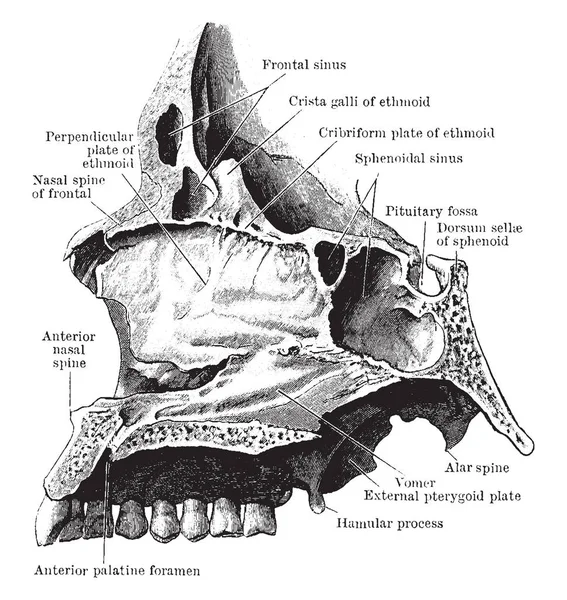 Bu resimde nazal Septum, vintage çizgi çizme veya oyma illüstrasyon temsil eder..