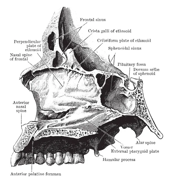 この図は 鼻中隔 ビンテージの線描画や彫刻イラスト — ストックベクタ