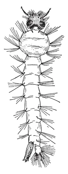 Metamorfosis Mosquito Insecto Volador Común Familia Culicidae Dibujo Línea Vintage — Vector de stock