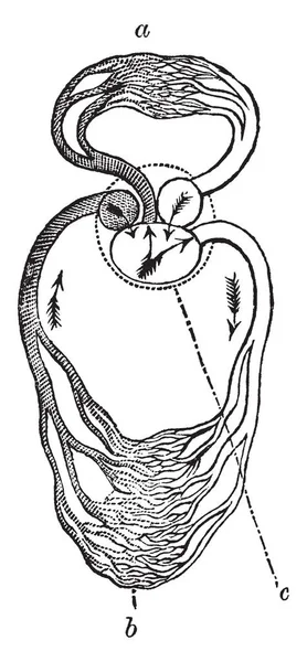 爬行动物的循环有一个三腔心脏类似的两栖动物心脏 引导血液到肺部和系统电路 复古线绘制或雕刻插图 — 图库矢量图片