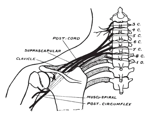 Ilustrasi Ini Mewakili Brachial Plexus Gambar Garis Vintage Atau Ilustrasi - Stok Vektor