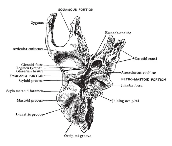 Bu resimde vintage çizgi çizme veya oyma illüstrasyon aşağıdan, Temporal kemik temsil eder.