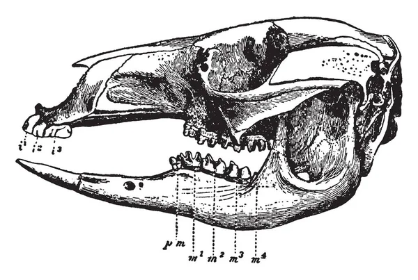 ワラビーの頭蓋骨は有袋類のカンガルー ビンテージの線描画や彫刻イラストを含む家族です — ストックベクタ