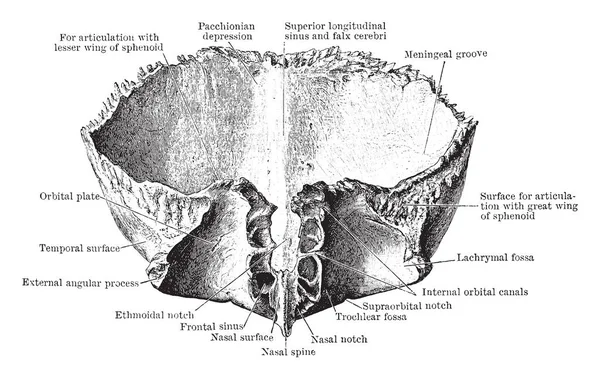 Questa Illustrazione Rappresenta Osso Frontale Visto Dal Basso Disegno Linee — Vettoriale Stock