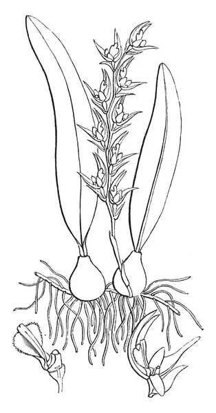 Una Imagen Que Muestra Planta Familia Las Orquídeas Dibujo Línea — Vector de stock