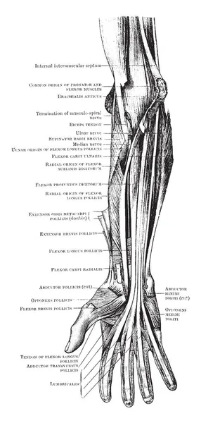 Denna Illustration Representerar Djupa Musklerna Främre Underarmen Vintage Linje Ritning — Stock vektor