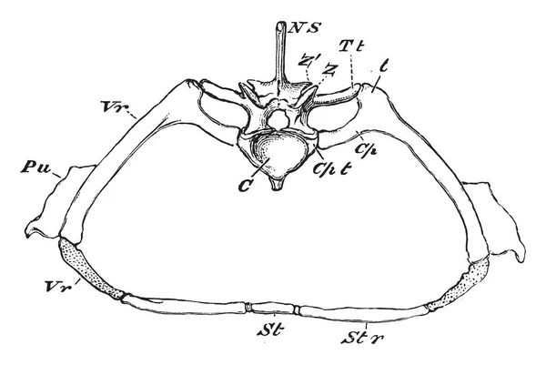 ワニ胸部椎体以上上昇する書簡神経管神経アーチ ビンテージ ライン図面やイラストを彫刻するマルメの — ストックベクタ