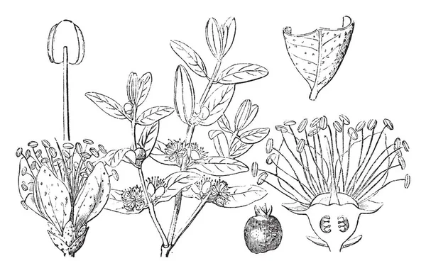 Cette Image Décrit Les Différentes Parties Petite Plante Dessin Ligne — Image vectorielle