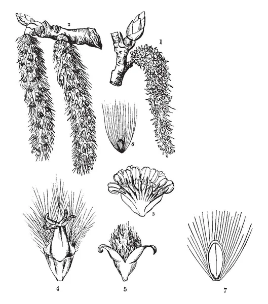 Bunlar ortak Aspen ağacı çeşitli parçalarıdır. Kedicikler, bud, dal, çiçek, polen taneleri ve kadın stigma, vintage çizgi çizme veya oyma illüstrasyon özellikleri.