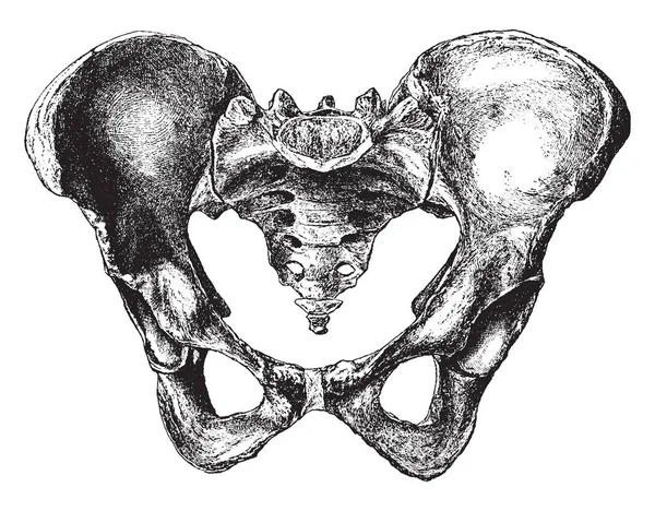 Bu illüstrasyon kadın Pelvis vintage çizgi çizme veya oyma resimde daha önce temsil eder.