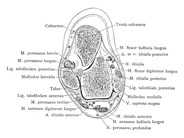 Bu resimde kesit aracılığıyla fibula, bacak, vintage çizgi çizme veya oyma illüstrasyon temsil eder..