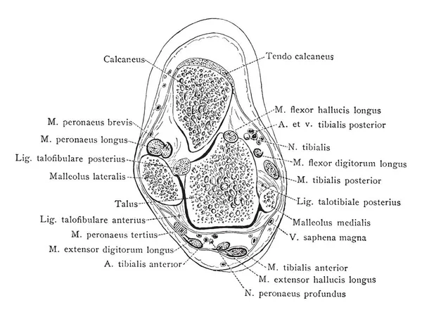 그림을 나타냅니다 횡단면을 발목의 빈티지 드로잉 — 스톡 벡터