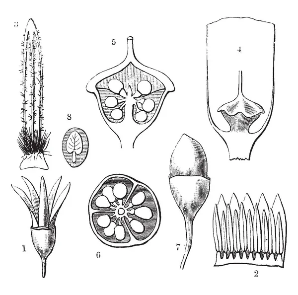 エゴノキ Leiophylla ツリーのさまざまな部分を示す画像 雄しべ 熟した果実 ビンテージの線描画や彫刻イラストの縦断面図に部品が含まれています — ストックベクタ