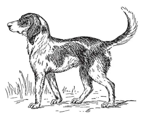 Jest Foxhound Wysokiej Porywający Ogar Który Węch Niezwykłej Wytrwałości Dużą — Wektor stockowy