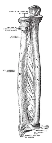 Deze Afbeelding Vertegenwoordigt Beenderen Ligamenten Van Onderarm Vintage Lijntekening Gravure — Stockvector