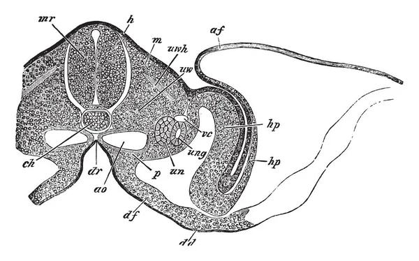 Ilustracja Przedstawia Przekroju Poprzecznego Embrionem Kurczęcia Vintage Rysowania Linii Lub — Wektor stockowy