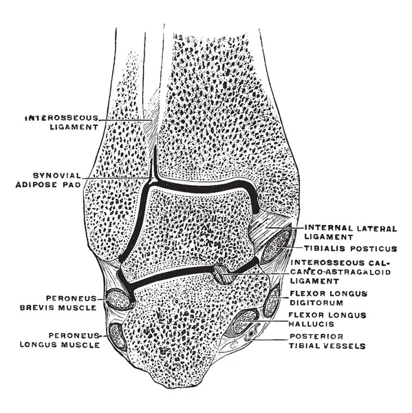 Esta Ilustración Representa Sección Coronal Través Articulación Del Tobillo Dibujo — Vector de stock