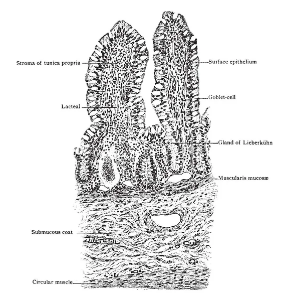 Bu resimde enine bölüm, villus, ince bağırsak, vintage çizgi çizme veya oyma illüstrasyon temsil eder..