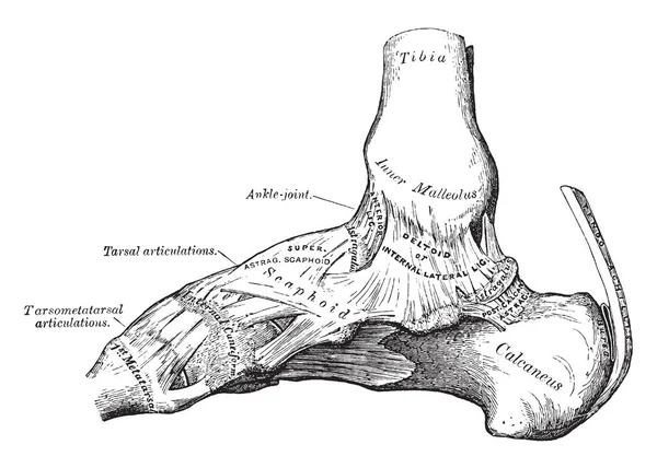 Bu resimde ayak bileği eklem, vintage çizgi çizme veya oyma illüstrasyon iç görünümü temsil eder..