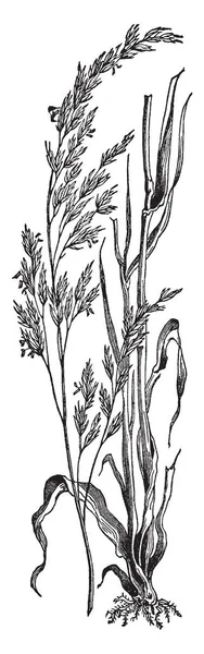 この草の非常に長い広がり 花別の分岐 葉のサイズ非常に長い ビンテージ ライン描画または彫刻の図からの成長 — ストックベクタ