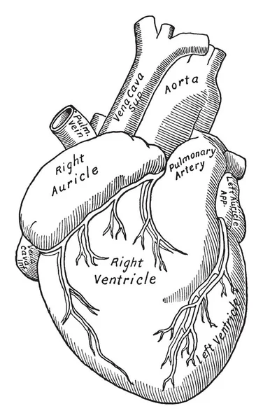 Questo Diagramma Rappresenta Vista Frontale Del Cuore Disegno Linee Vintage — Vettoriale Stock