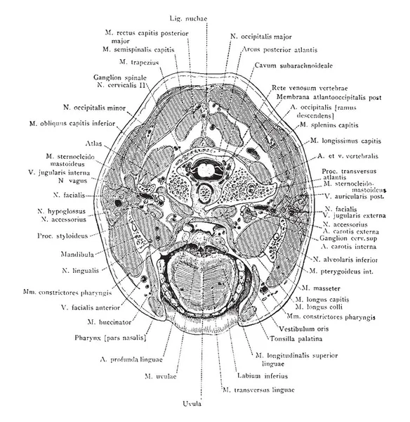 Diagramme Représente Coupe Transversale Tête Travers Cavité Buccale Dessin Ligne — Image vectorielle