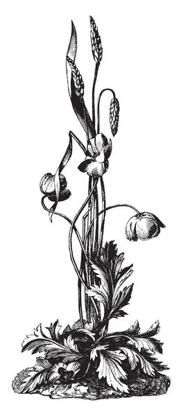 Ahşap Oyma Buğday Kır Çiçekleri Vintage Çizgi Çizme Veya Oyma — Stok Vektör