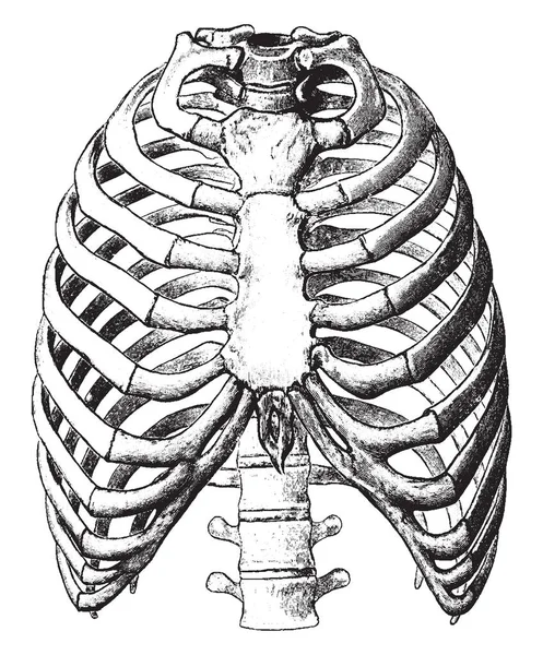 Bu resimde açık görünümü, toraks, vintage çizgi çizme veya oyma illüstrasyon temsil eder..