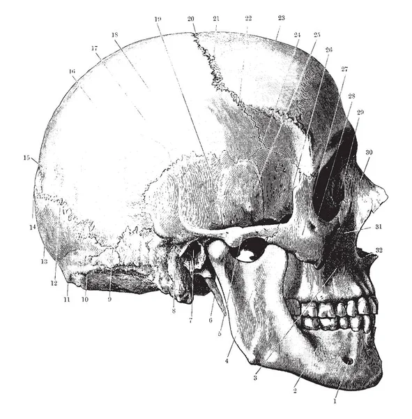 这个插图代表头骨的侧面 复古线画或雕刻插图 — 图库矢量图片