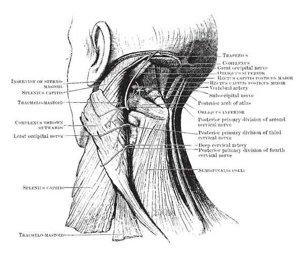 Den Suboccipital Triangeln Vintage Linje Ritning Eller Gravyr Illustration — Stock vektor